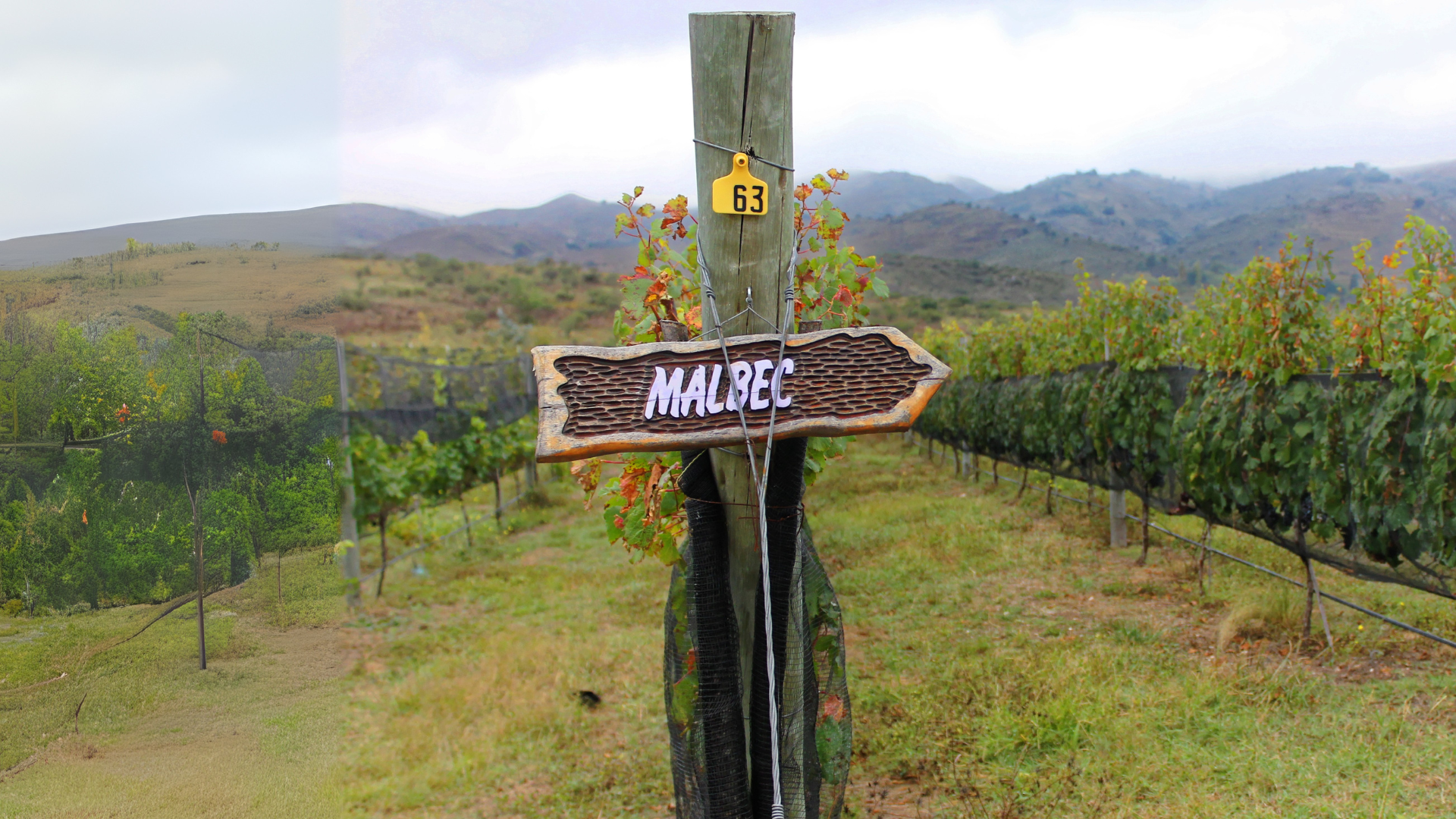 Malbec
